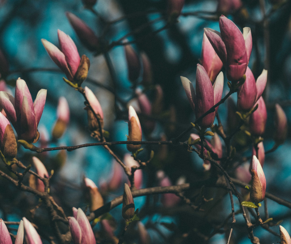 cassandra syndrome uk